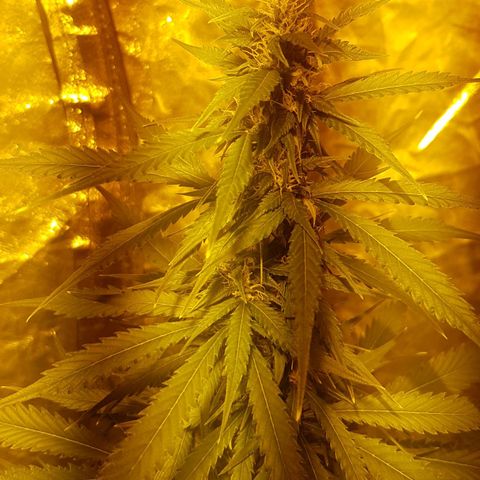 Condor growlog timeline photo