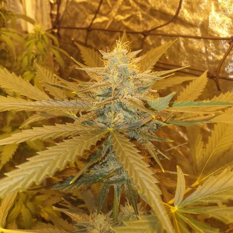 Condor growlog timeline photo