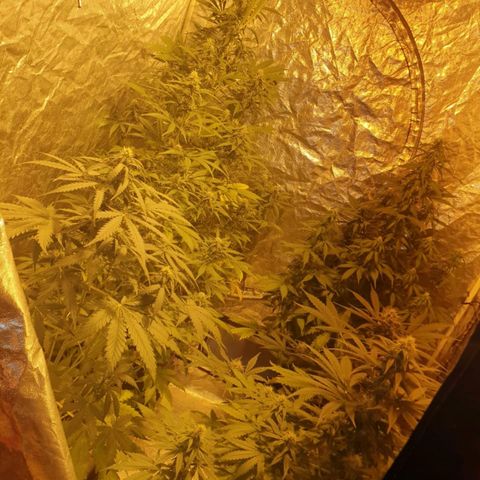 Condor growlog timeline photo