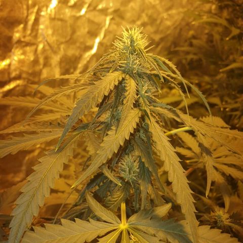 Condor growlog timeline photo