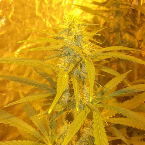 Condor growlog timeline photo