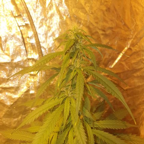 Condor growlog timeline photo