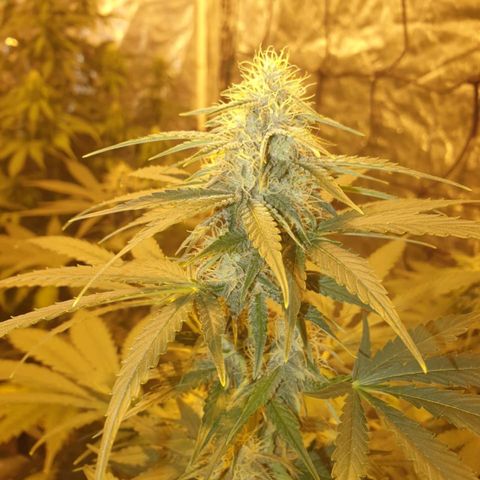Condor growlog timeline photo