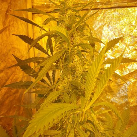 Condor growlog timeline photo