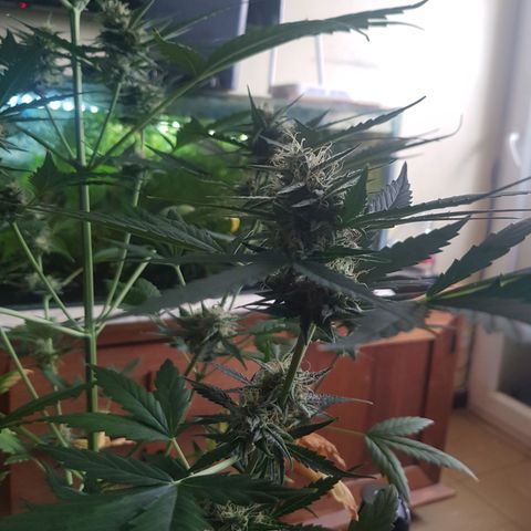 Condor growlog timeline photo