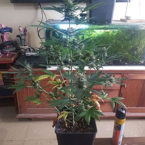 Condor growlog timeline photo