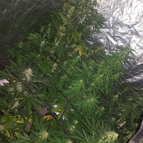 Condor growlog timeline photo