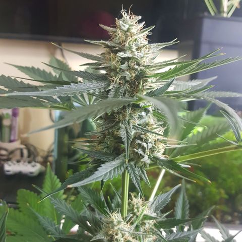 Condor growlog timeline photo