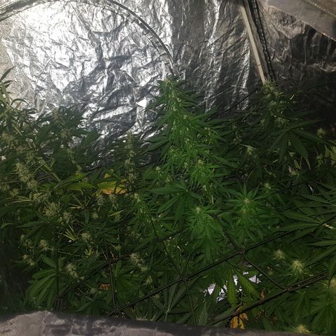 Condor growlog timeline photo