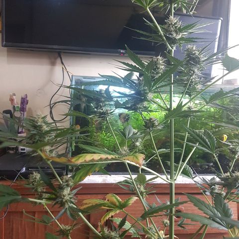 Condor growlog timeline photo