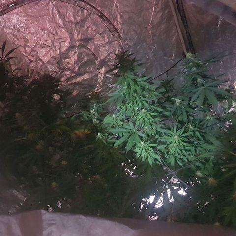 Condor growlog timeline photo