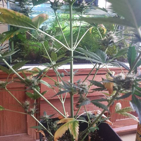 Condor growlog timeline photo