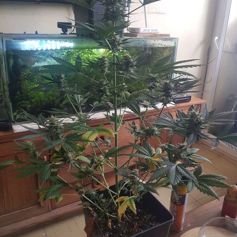 Condor growlog timeline photo