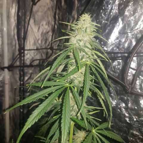 Condor growlog timeline photo
