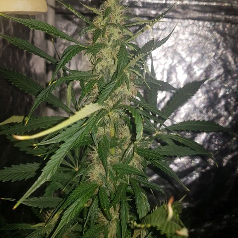 Condor growlog timeline photo