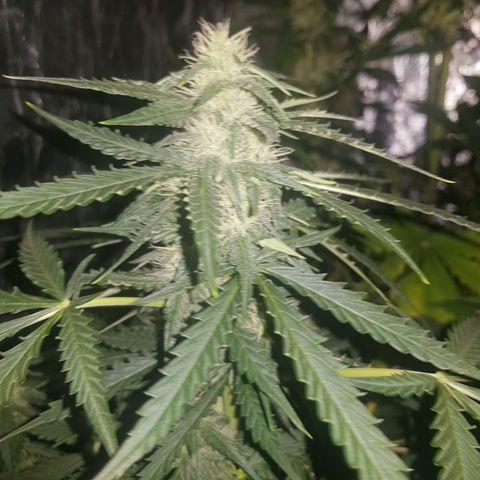 Condor growlog timeline photo