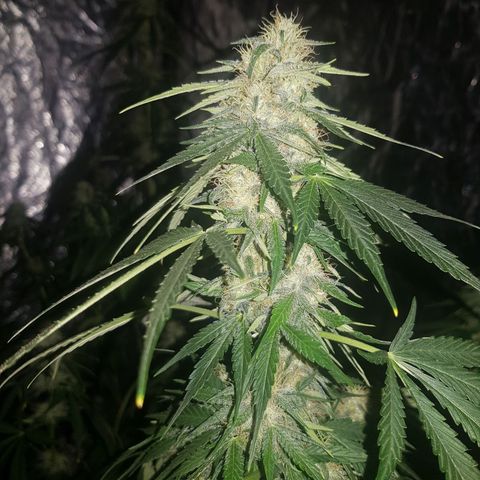 Condor growlog timeline photo