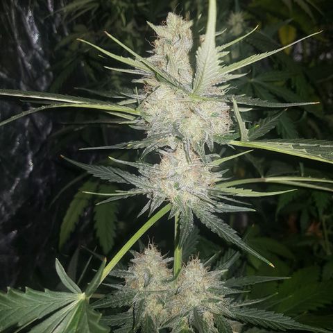 Condor growlog timeline photo