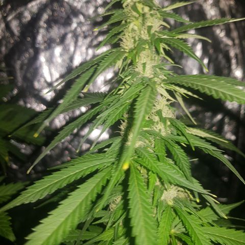 Condor growlog timeline photo