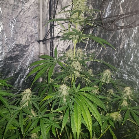 Condor growlog timeline photo