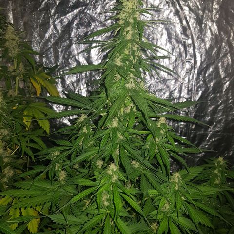 Condor growlog timeline photo