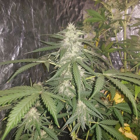 Condor growlog timeline photo