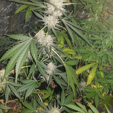 Condor growlog timeline photo