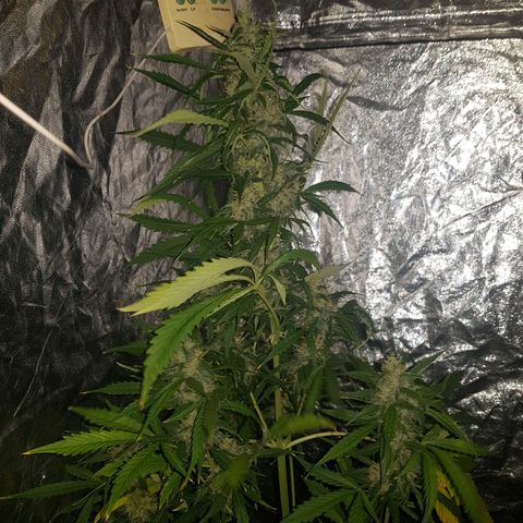 Condor growlog timeline photo