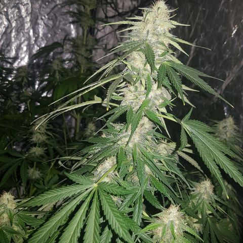 Condor growlog timeline photo