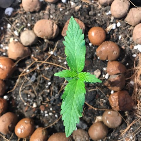 King's Kush Automatic growlog timeline photo