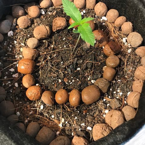 King's Kush Automatic growlog timeline photo
