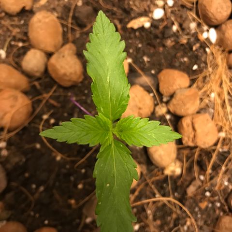 King's Kush Automatic growlog timeline photo
