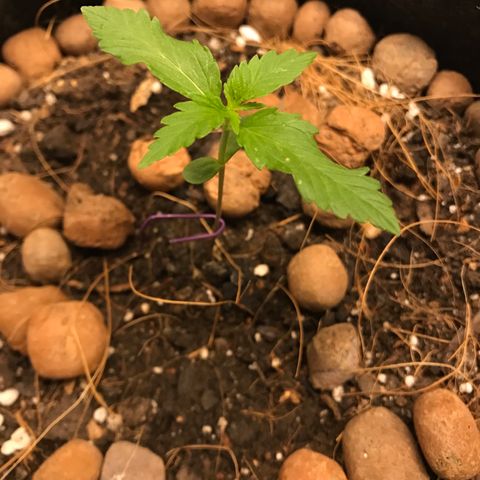 King's Kush Automatic growlog timeline photo