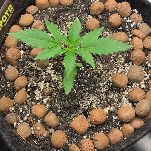 King's Kush Automatic growlog timeline photo