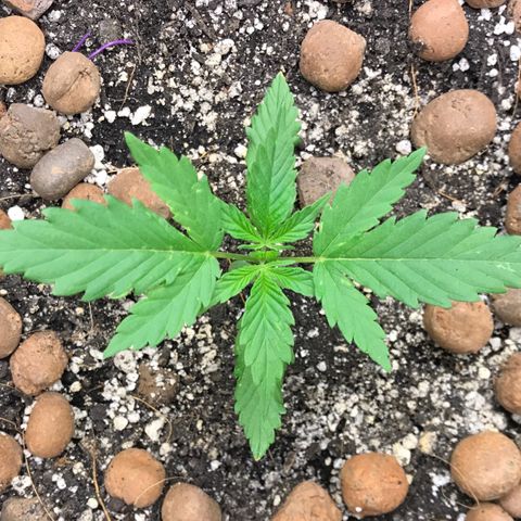 King's Kush Automatic growlog timeline photo