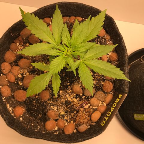 King's Kush Automatic growlog timeline photo
