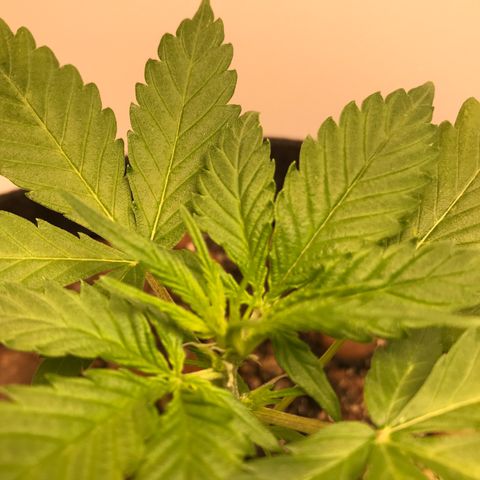 King's Kush Automatic growlog timeline photo