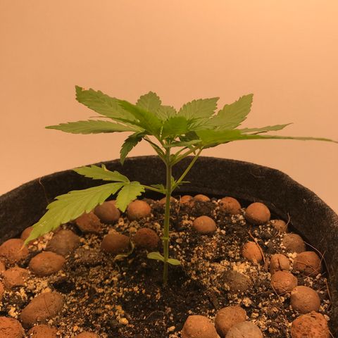 King's Kush Automatic growlog timeline photo