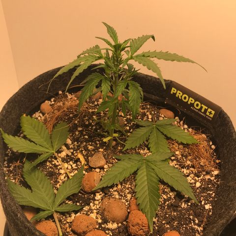 King's Kush Automatic growlog timeline photo