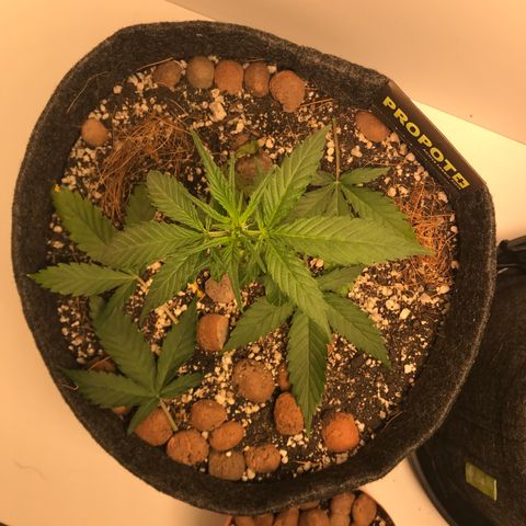King's Kush Automatic growlog timeline photo