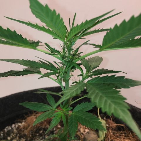 King's Kush Automatic growlog timeline photo
