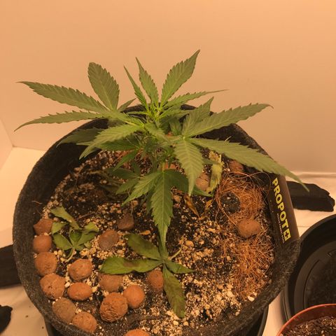 King's Kush Automatic growlog timeline photo