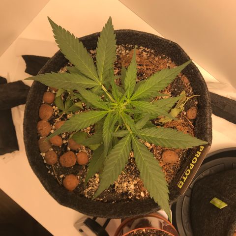 King's Kush Automatic growlog timeline photo