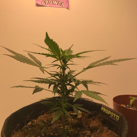 King's Kush Automatic growlog timeline photo