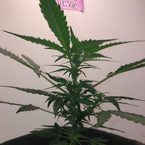 King's Kush Automatic growlog timeline photo