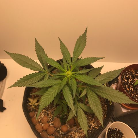 King's Kush Automatic growlog timeline photo