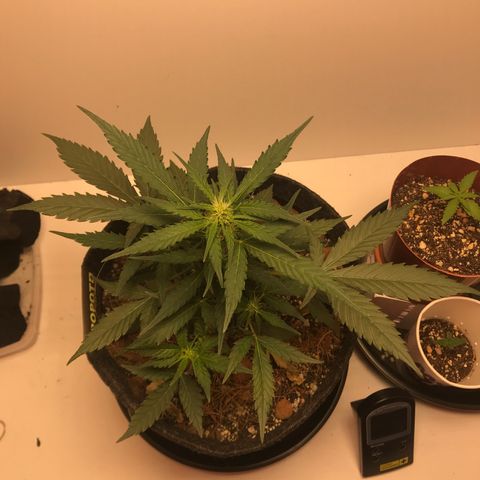 King's Kush Automatic growlog timeline photo