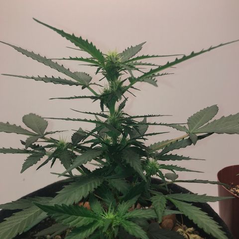 King's Kush Automatic growlog timeline photo