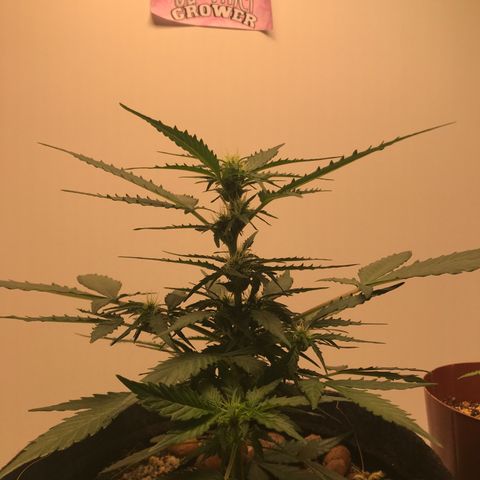 King's Kush Automatic growlog timeline photo