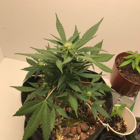 King's Kush Automatic growlog timeline photo